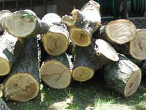 Removing Trees