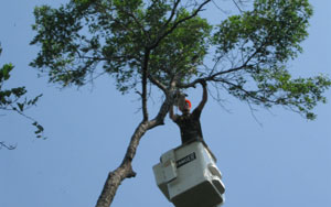 Tree Trimming and Pruning