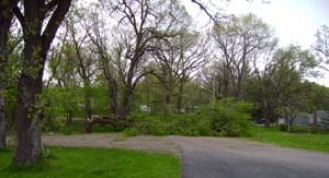 Broken Tree 