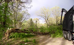 Tree Service in Minnesota