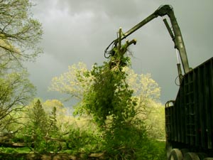 Fallen tree loaded up