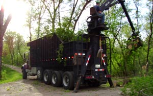 Easy Tree Removal
